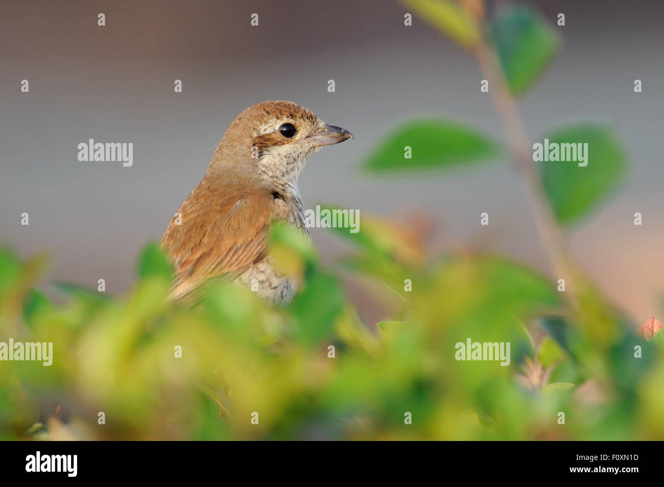 I capretti Red-backed Shrike in boccole colorate in autunno Foto Stock