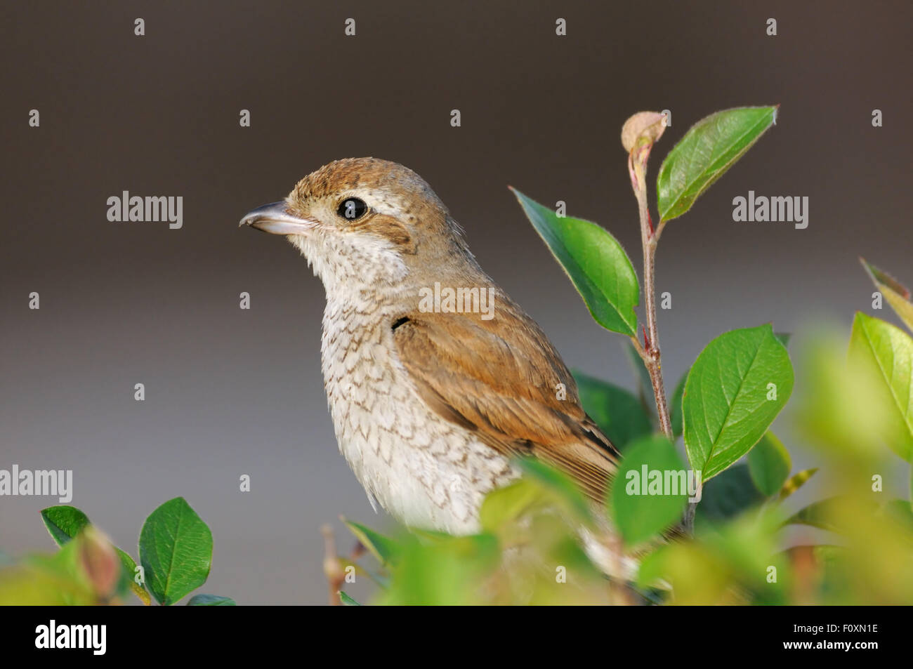I capretti Red-backed Shrike in boccole colorate in autunno Foto Stock