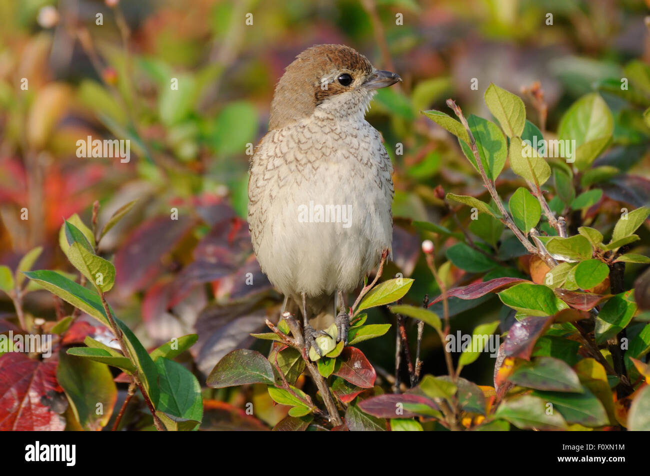 I capretti Red-backed Shrike in boccole colorate in autunno Foto Stock