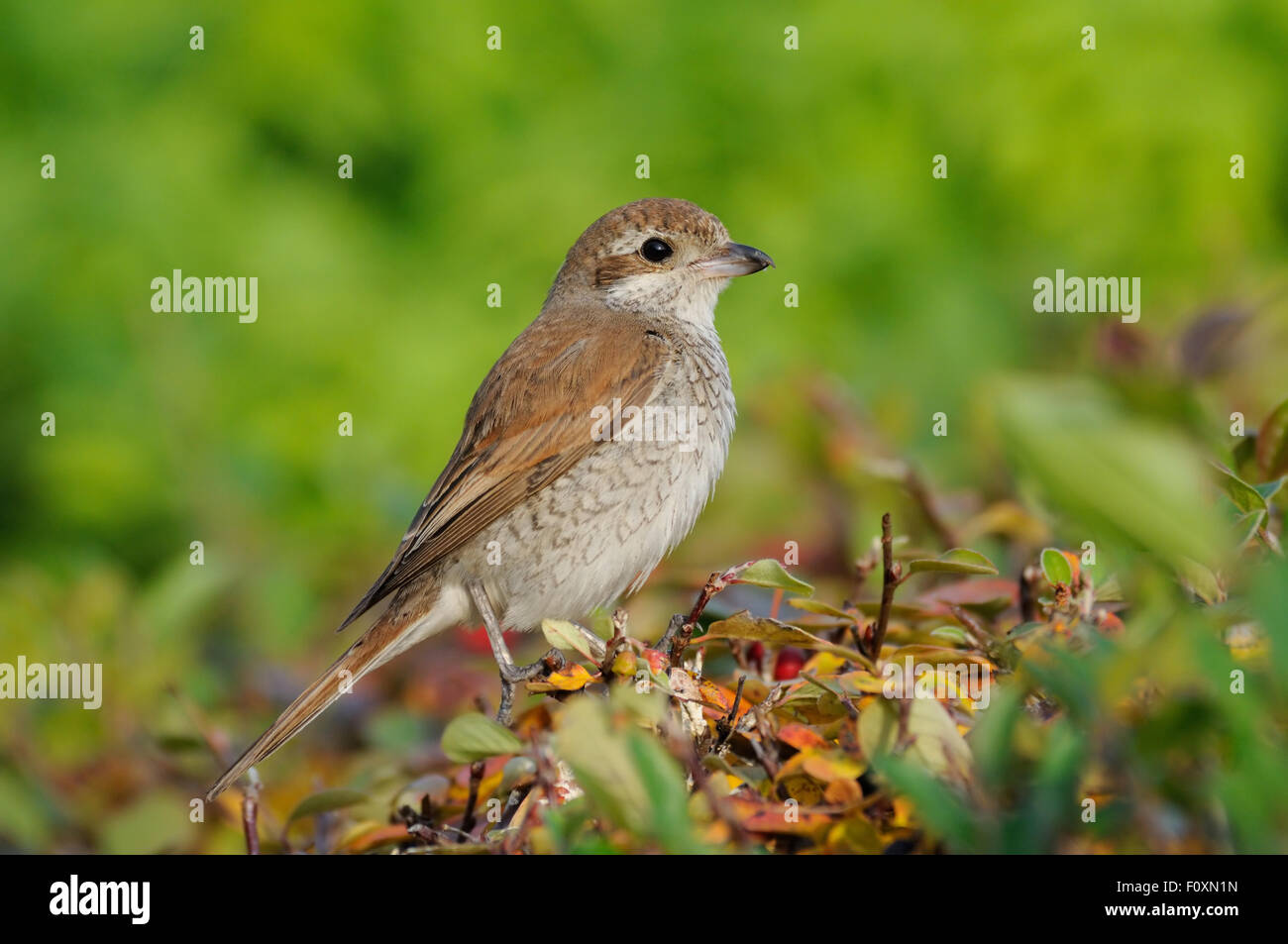 I capretti Red-backed Shrike in boccole colorate in autunno Foto Stock