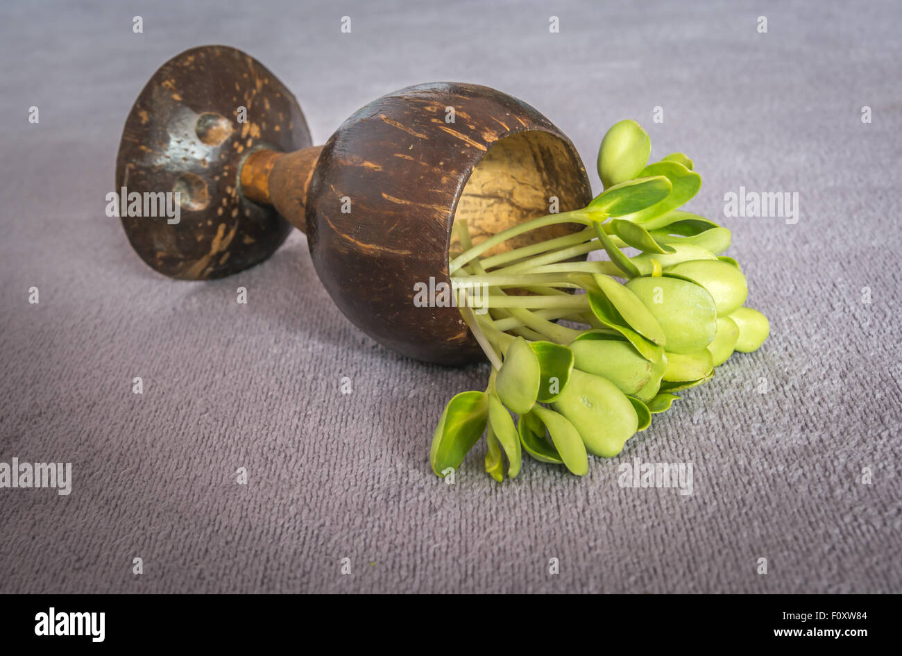 I germogli di semi di girasole in una tazza di gusci di noce di cocco Foto Stock