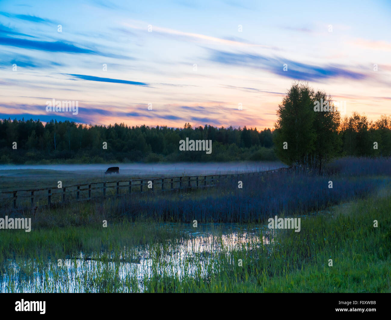 Colorfull Sunset over vacche in un campo di nebbia. Foto Stock