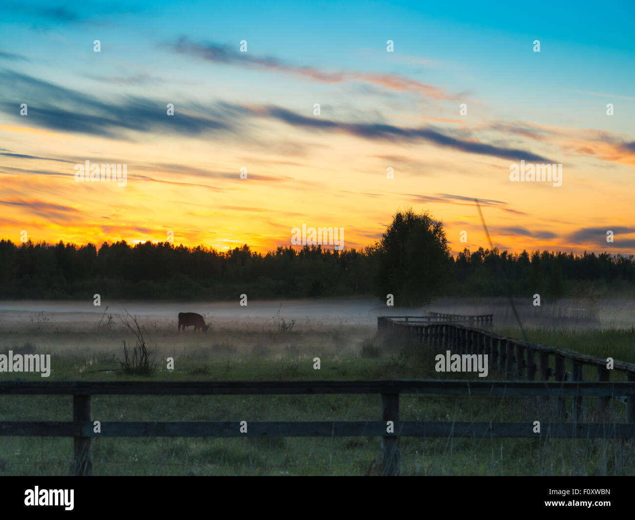 Colorfull Sunset over vacche in un campo di nebbia. Foto Stock