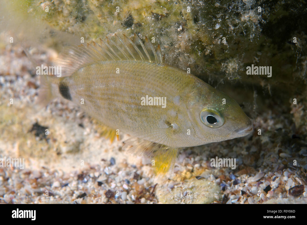 Ottobre 15, 2014 - Mar Nero, Ucraina - anulare di Orate di mare (Diplodus annularis) Mar Nero, Crimea, Ucraina, Europa orientale (credito Immagine: © Andrey Nekrasov/ZUMA filo/ZUMAPRESS.com) Foto Stock