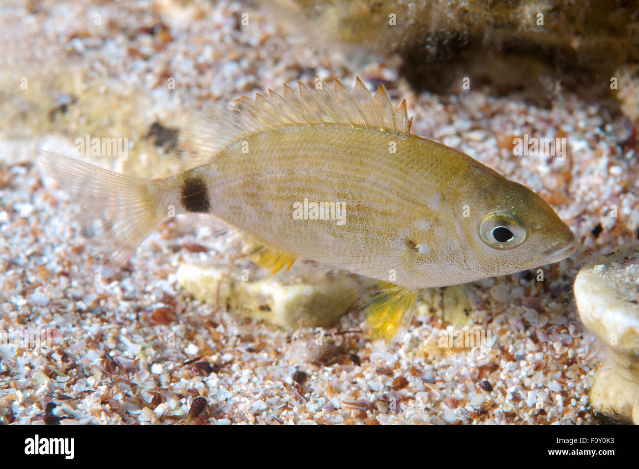 Ottobre 15, 2014 - Mar Nero, Ucraina - anulare di Orate di mare (Diplodus annularis) Mar Nero, Crimea, Ucraina, Europa orientale (credito Immagine: © Andrey Nekrasov/ZUMA filo/ZUMAPRESS.com) Foto Stock