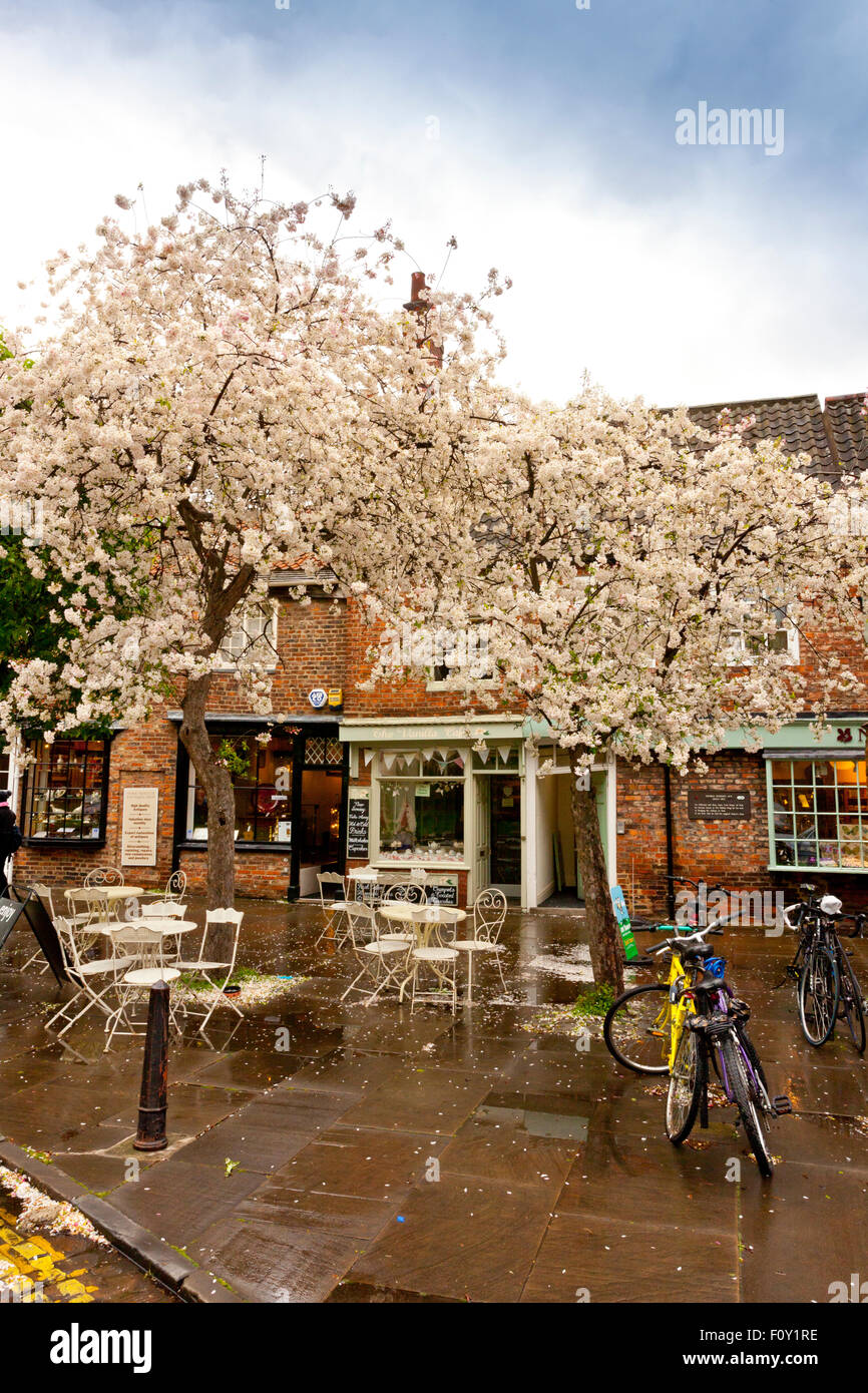 Primavera sbocciano i fiori in College Street, York, North Yorkshire, Inghilterra, Regno Unito Foto Stock