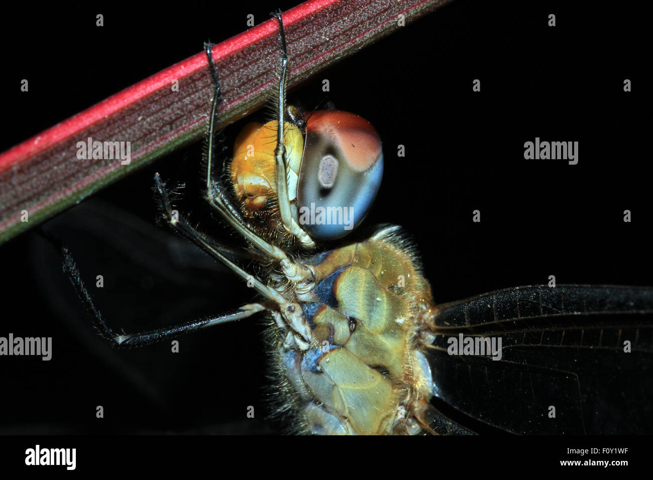 Close-up di una libellula. Il Puri Jati, Bali, Indonesia Foto Stock