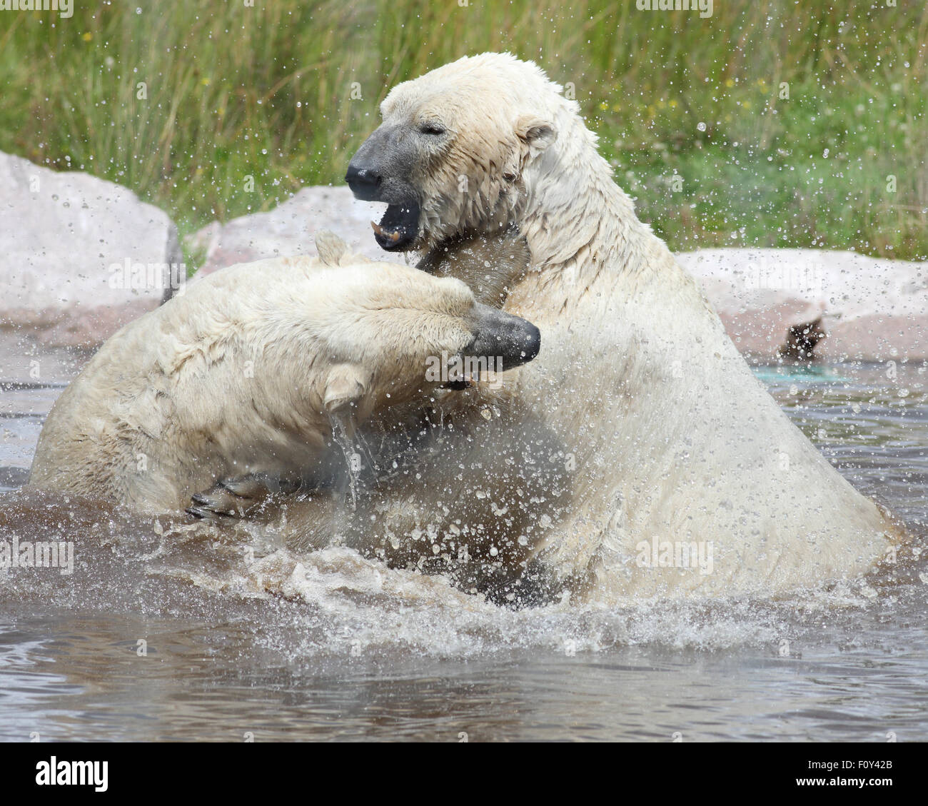 Due maschio orsi polari, giocare, combattendo in acqua Foto Stock