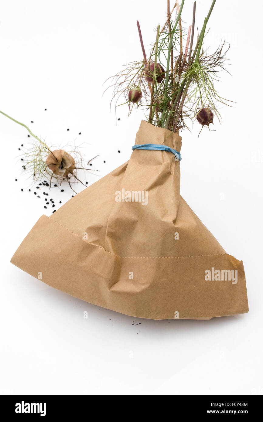 Nigella damascena 'gioielli persiano' seedhead. La raccolta di amore-nel-mist seedpods in un sacchetto di carta. Foto Stock