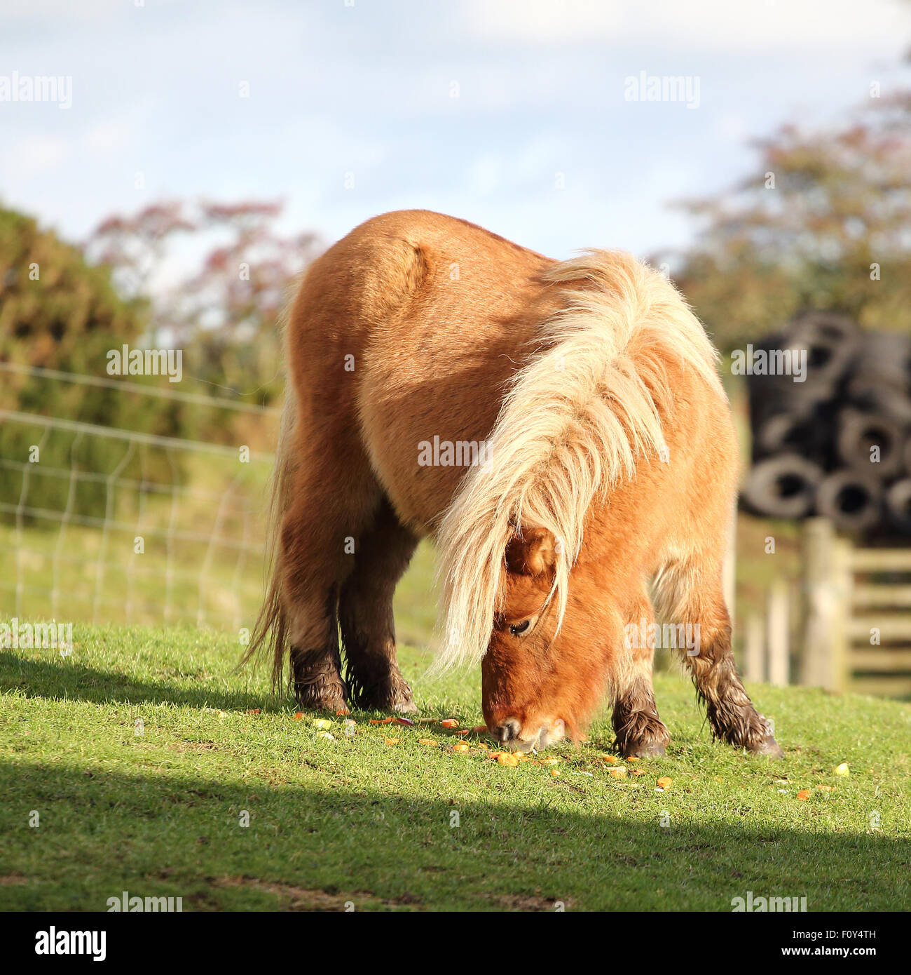 Un bel pony Shetland mangiare erba Foto Stock