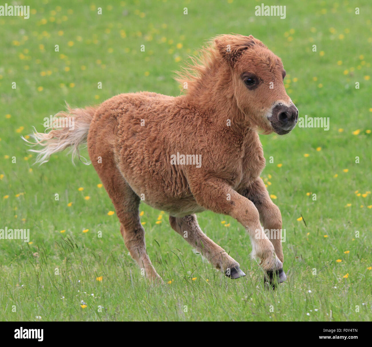 Pony running immagini e fotografie stock ad alta risoluzione - Alamy