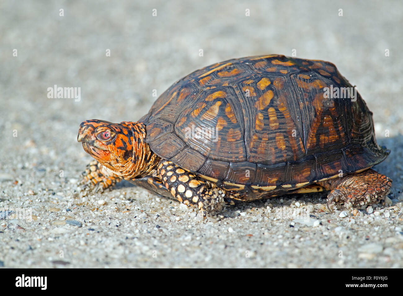 Le Tartarughe scatola sulla strada sterrata Foto Stock