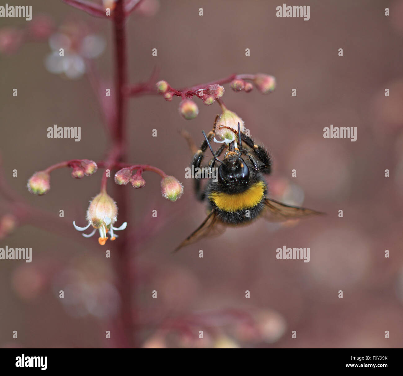 Un grazioso Bumblebee su un impianto di rosso con fiori di colore bianco Foto Stock