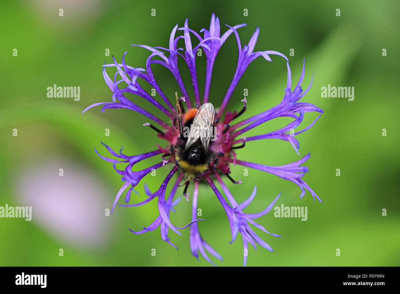 Un grazioso Bumblebee su un bel Fiordaliso Foto Stock