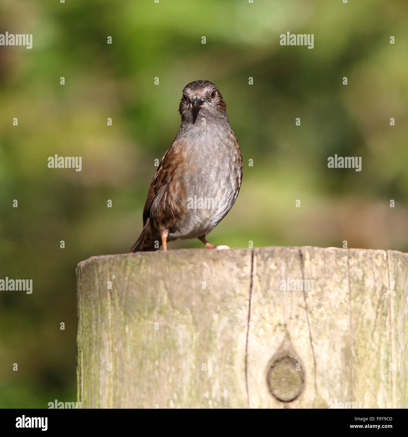 Un grazioso Dunnock, noto anche come Hedge Sparrow, appollaiato su un albero morto il moncone Foto Stock