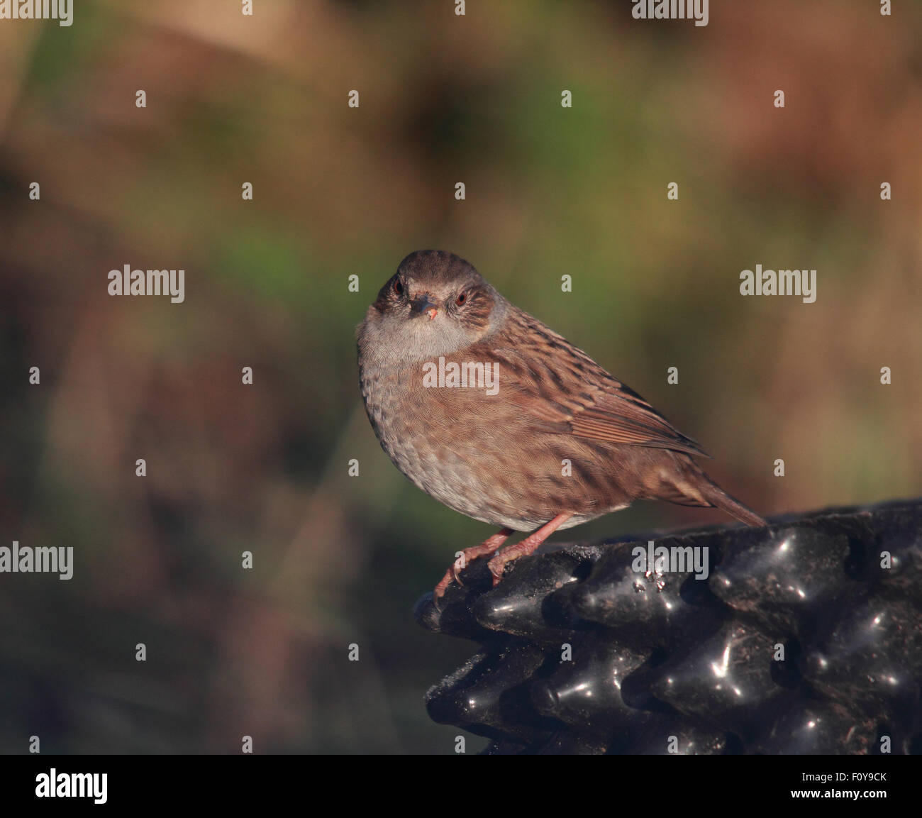 Un grazioso Dunnock, noto anche come Hedge Sparrow, appollaiato Foto Stock