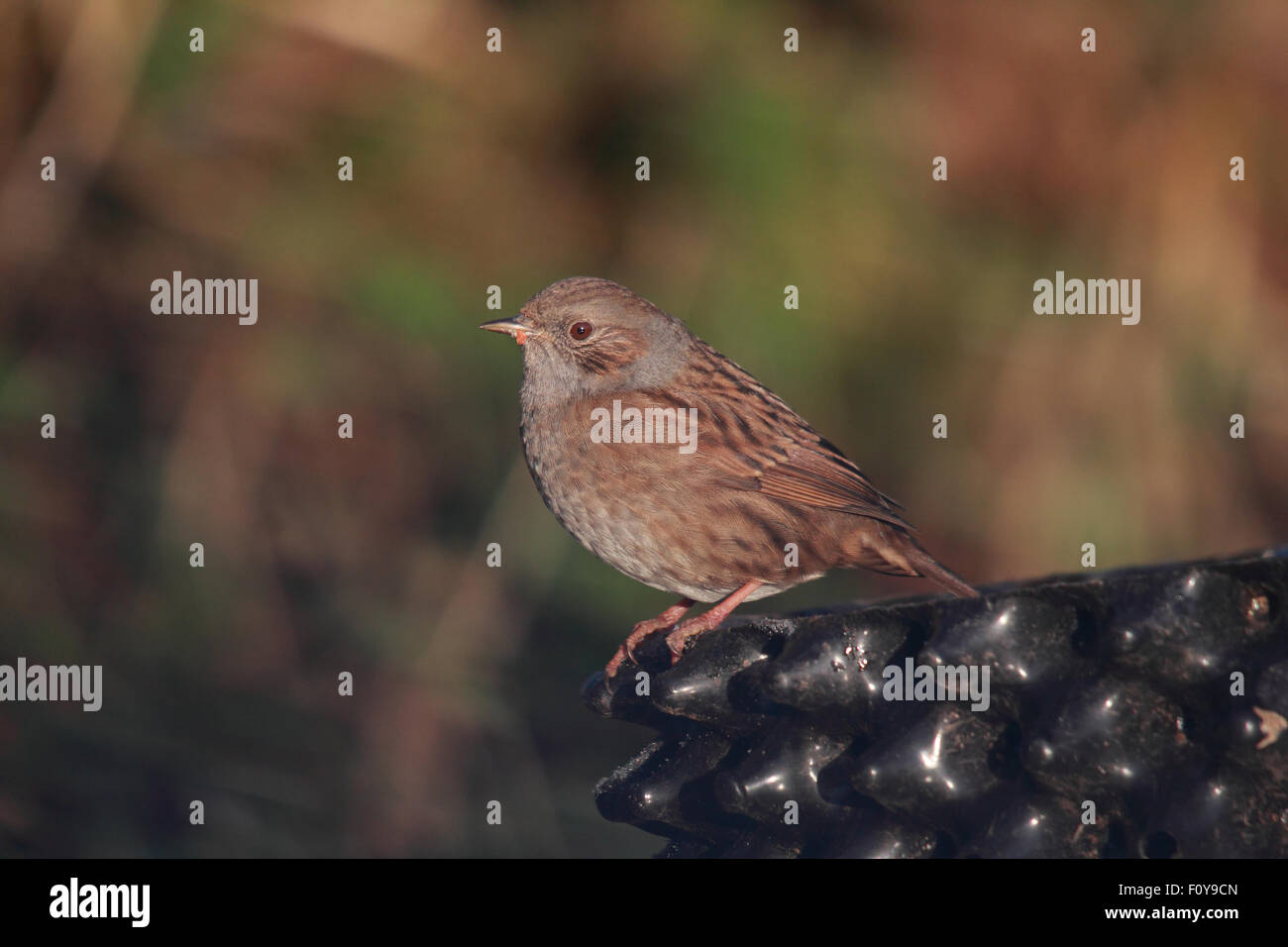 Un grazioso Dunnock, noto anche come Hedge Sparrow, appollaiato Foto Stock
