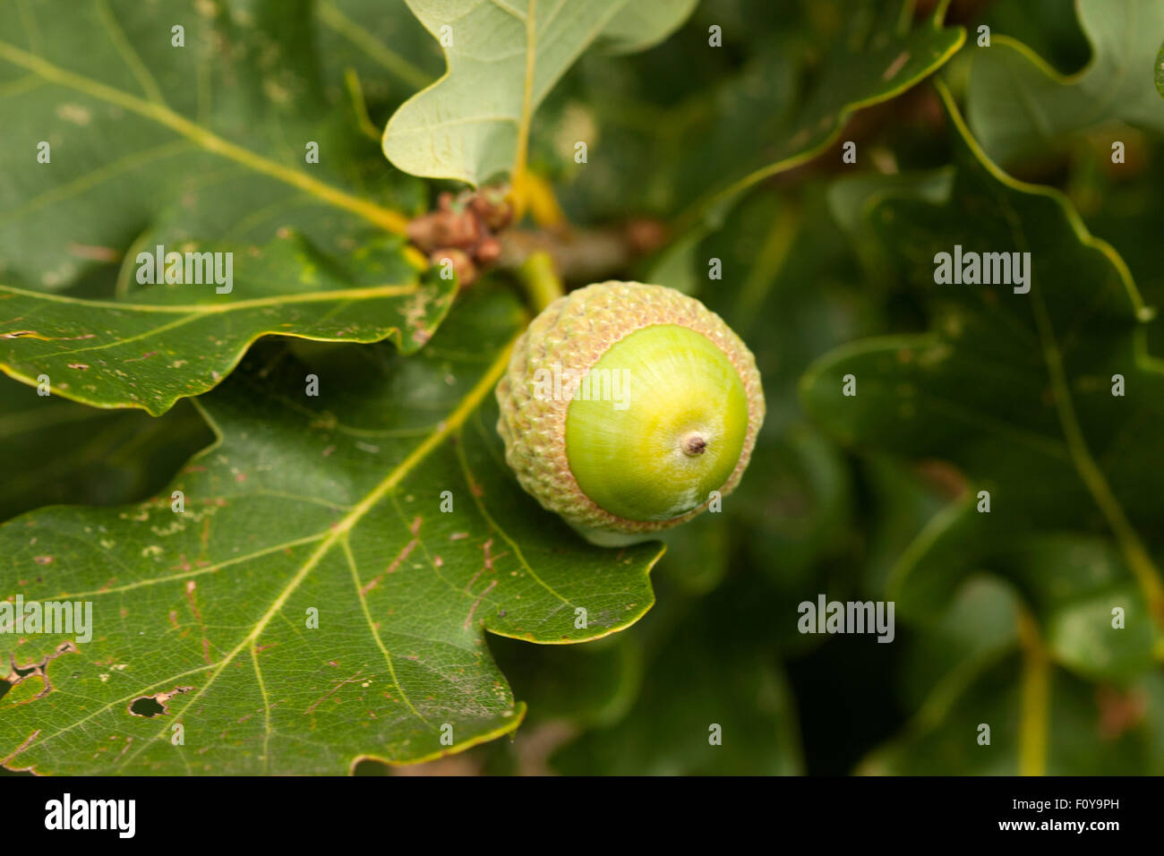Giovani acorn nella versione inglese di quercia Foto Stock