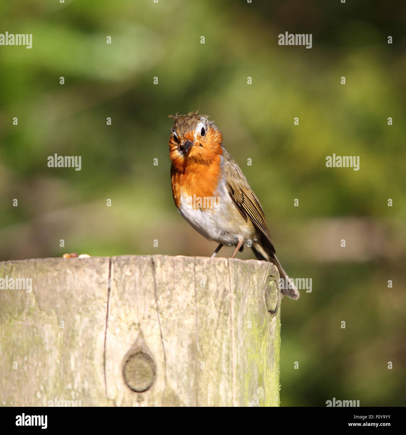 Un bellissimo Pettirosso, nota anche semplicemente come Robin o il Natale Robin, su di un albero morto il moncone Foto Stock
