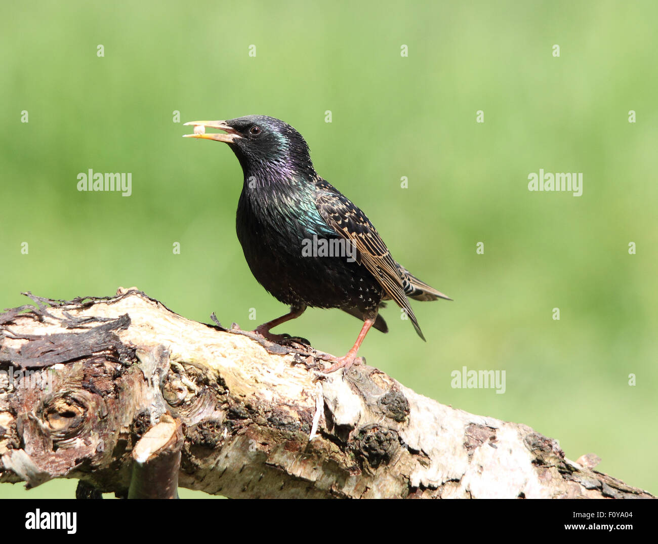 Un grazioso comune di Starling, noto anche come European Starling o semplicemente Starling, su un pesce persico con un seme nel suo becco Foto Stock