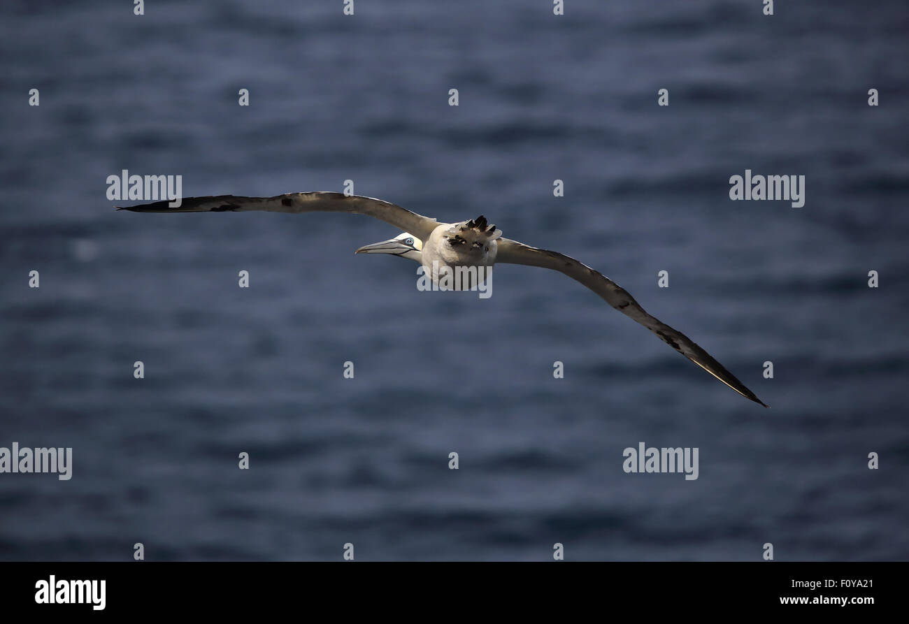 Un grazioso Northern Gannet in volo contro il blu del mare, guardando indietro Foto Stock