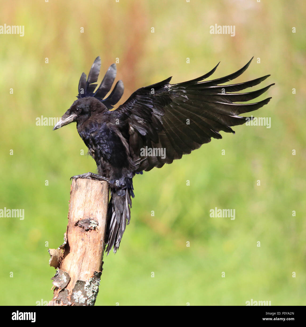 Una bella Rook atterraggio su un ceppo di albero con le ali stese Foto Stock