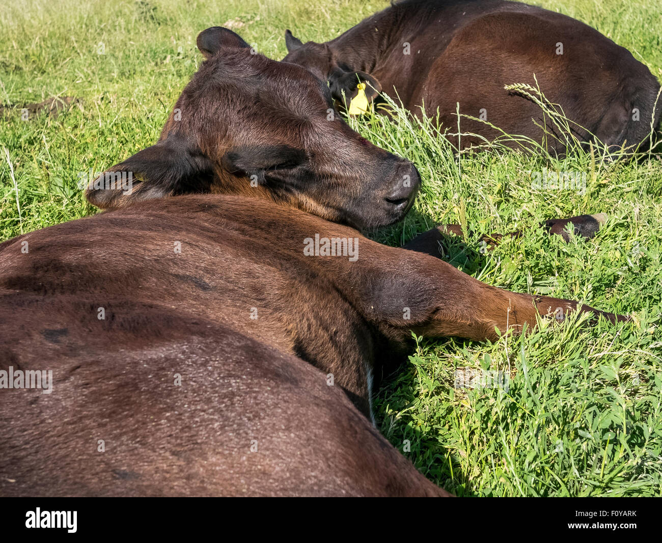 Vacca felice di riposo in un campo a Devil's Dyke, vicino a Brighton Foto Stock