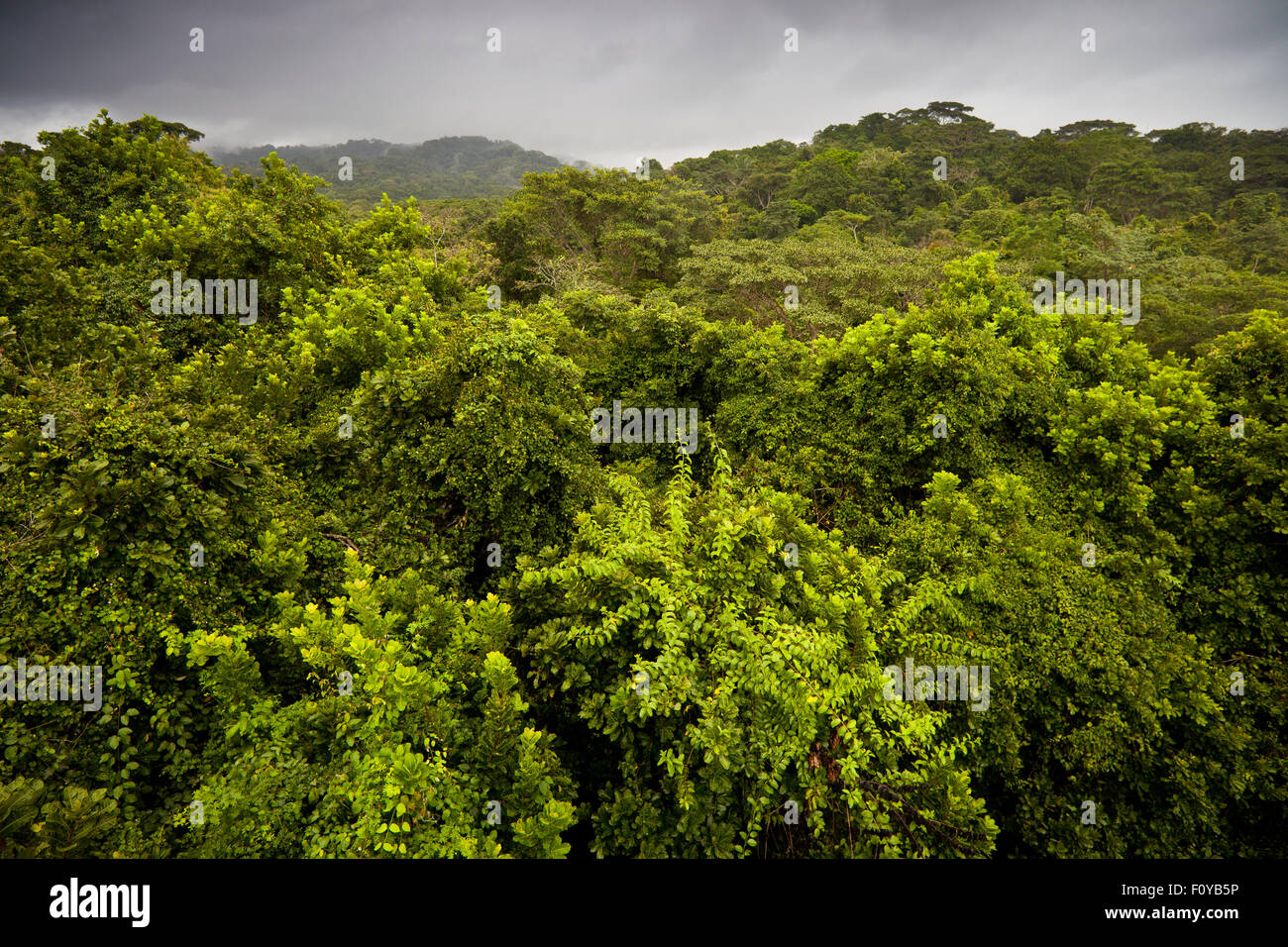 Foresta pluviale durante la stagione delle piogge con nuova crescita verde nel parco nazionale di Soberania, Repubblica di Panama. Foto Stock