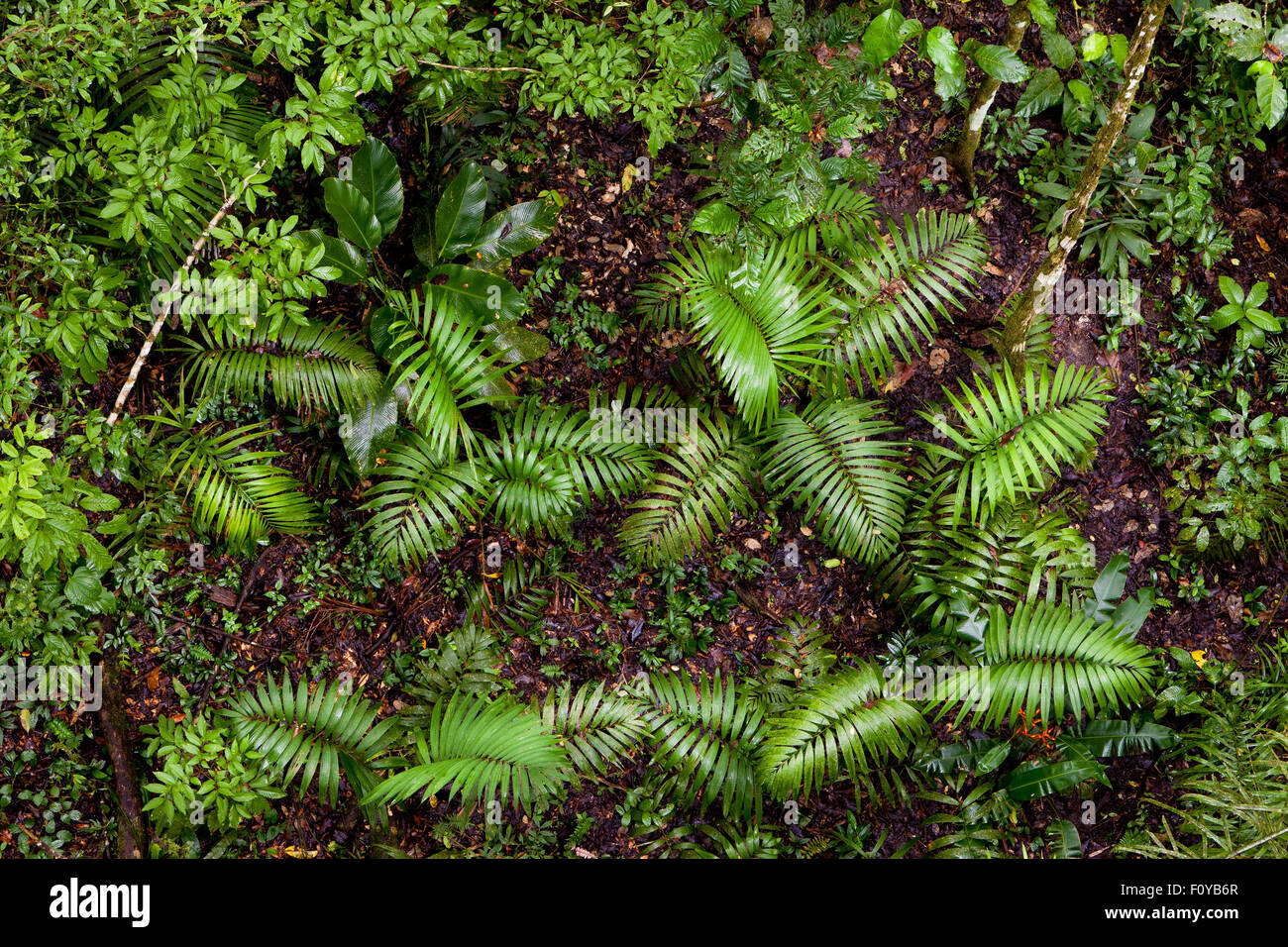 Understorey della foresta pluviale nel parco nazionale di Soberania, visto da sopra, Repubblica di Panama. Foto Stock