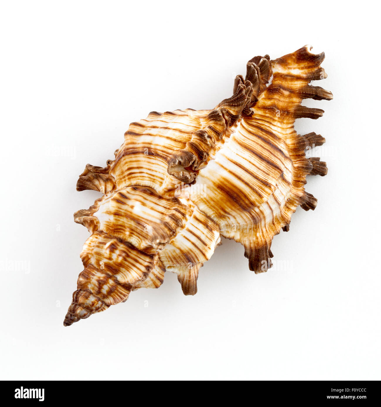 Murex Sundial Shell (Chicoreus Brevifrons) Foto Stock