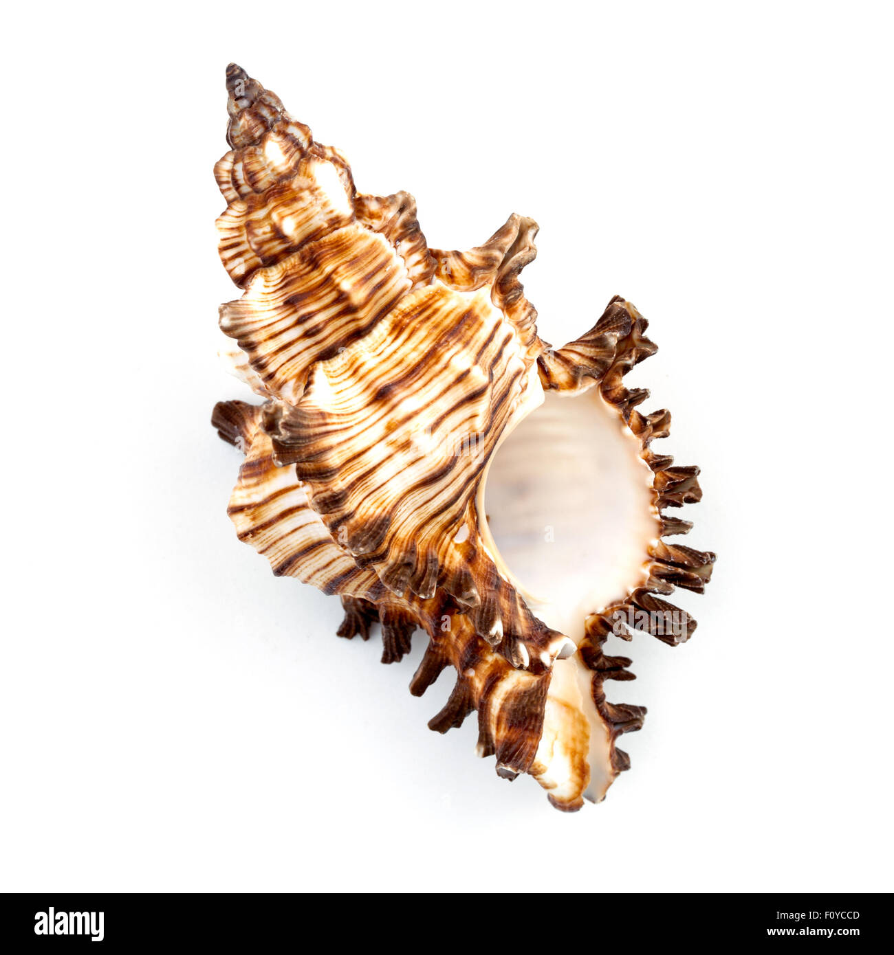 Murex Sundial Shell (Chicoreus Brevifrons) Foto Stock