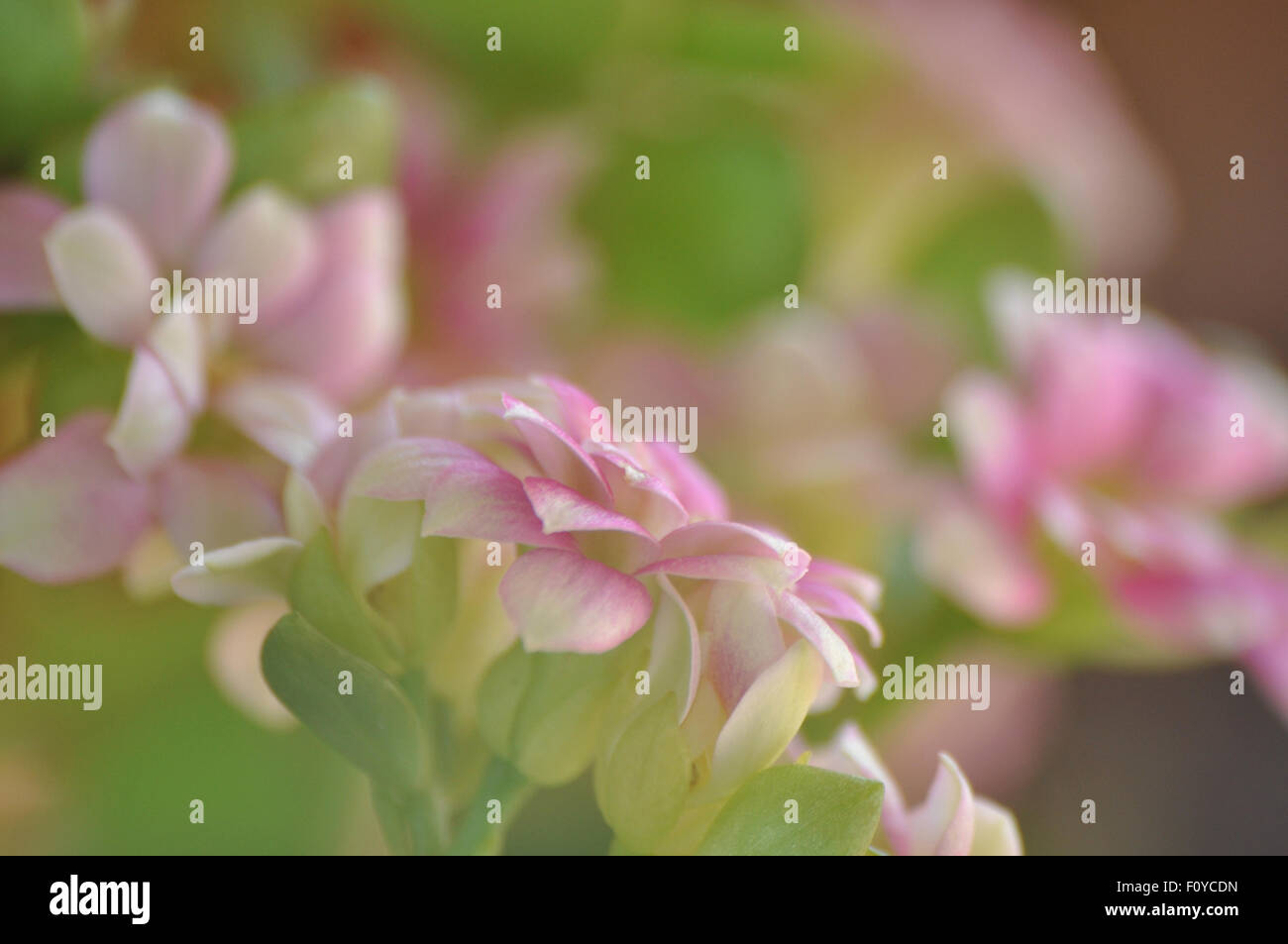 La fotografia macro di fragile fiore rosa della Kalanchoe Foto Stock