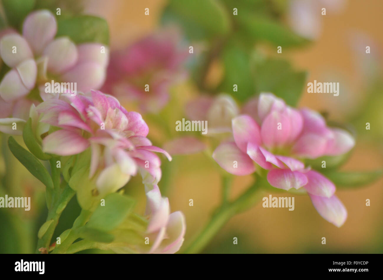 La fotografia macro di fragile fiore rosa della Kalanchoe Foto Stock