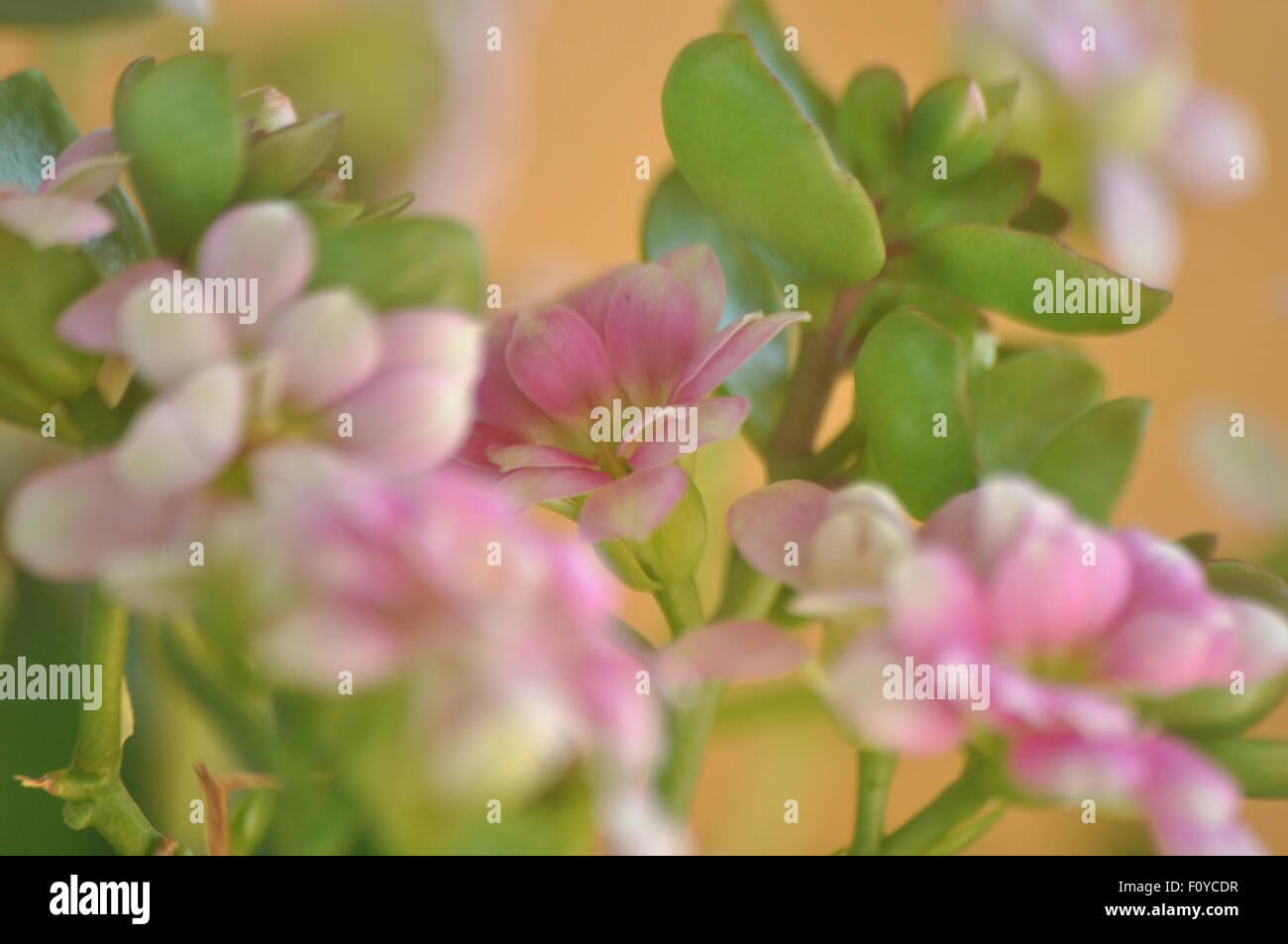 La fotografia macro di fragile fiore rosa della Kalanchoe Foto Stock