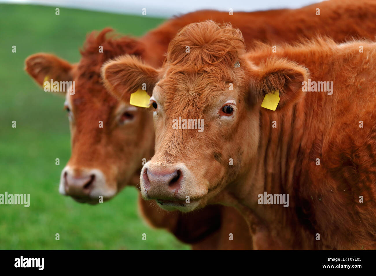 Una mandria di vacche dell'Meadow Lane godendo le idilliache condizioni dell' Irlanda occidentale Foto Stock