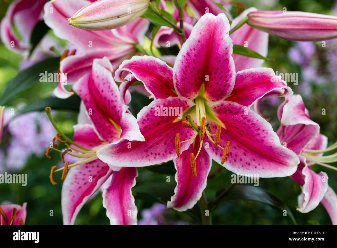 Con i bordi bianchi fiori rosa della Oriental lily, Lilium 'Stargazer' Foto Stock