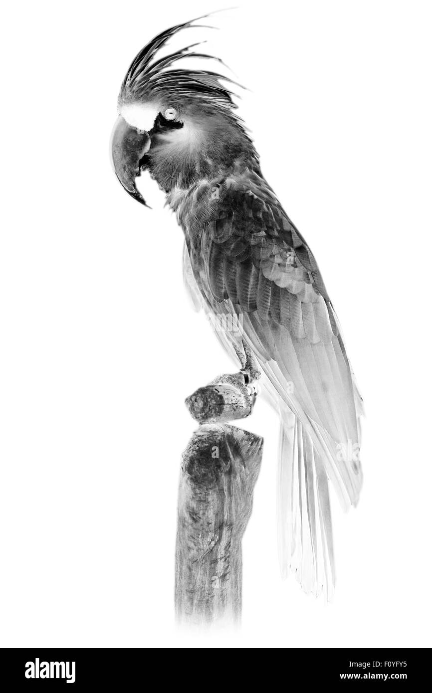 Grande cacatua di palma immagini e fotografie stock ad alta risoluzione - Alamy