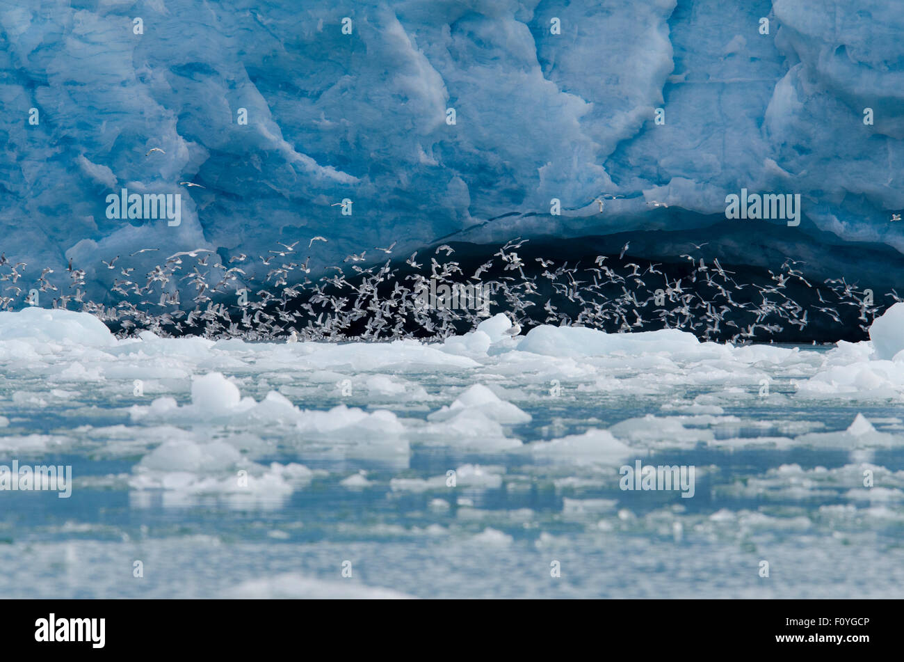 Norvegia Isole Svalbard, Spitsbergen. Liefdefjord, Monaco Glacier aka Monacobreen. Migliaia di black-kittiwakes zampe. Foto Stock