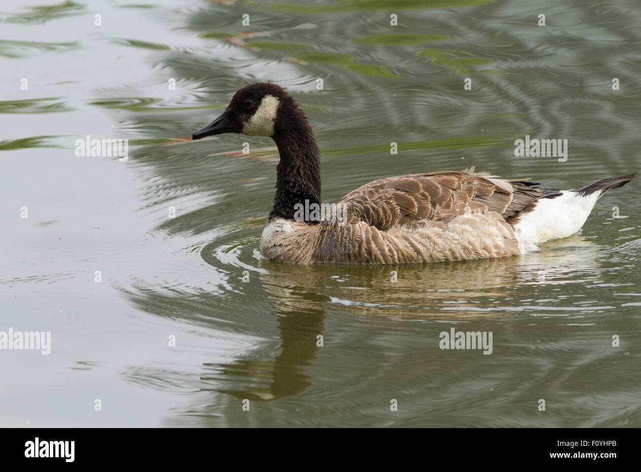 Un Canada Goose nuotare in un stagno Foto Stock