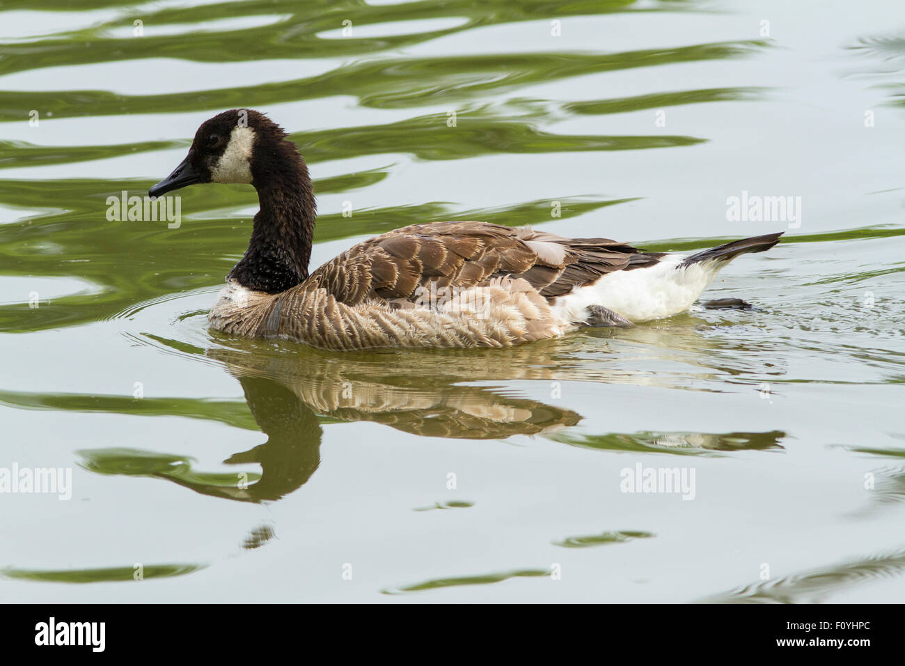 Un Canada Goose nuotare in un stagno Foto Stock