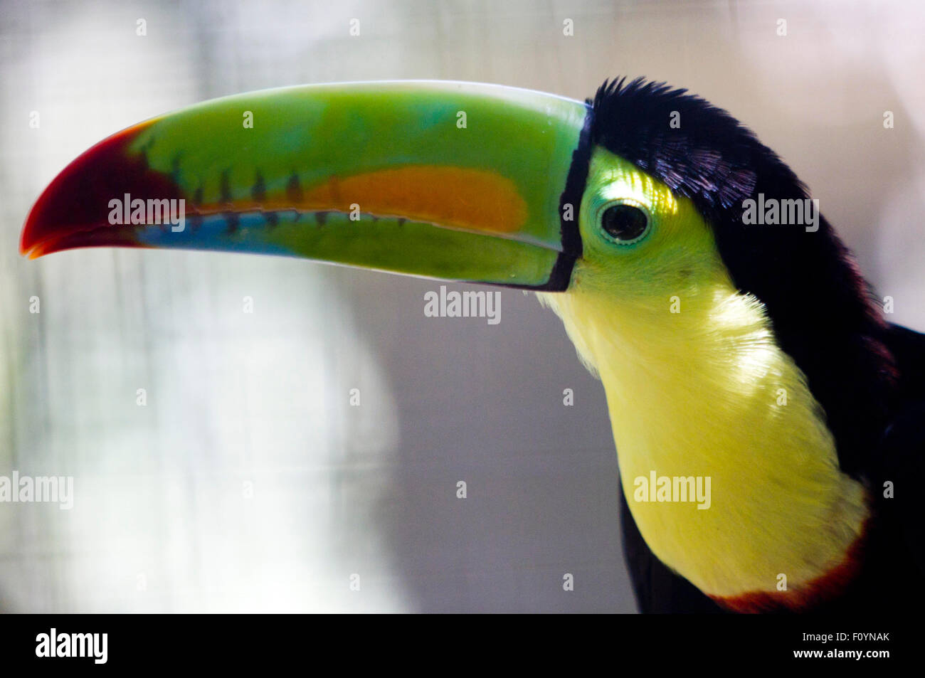 El Ocotal e, in Honduras. 23 Ago, 2015. Un tucano si è visto all'animale recue center " El Ocotal e' vicino a Sabanagrande, Francisco Morazan reparto, Honduras, su agosto 23, 2015. © Rafael Ochoa/Xinhua/Alamy Live News Foto Stock