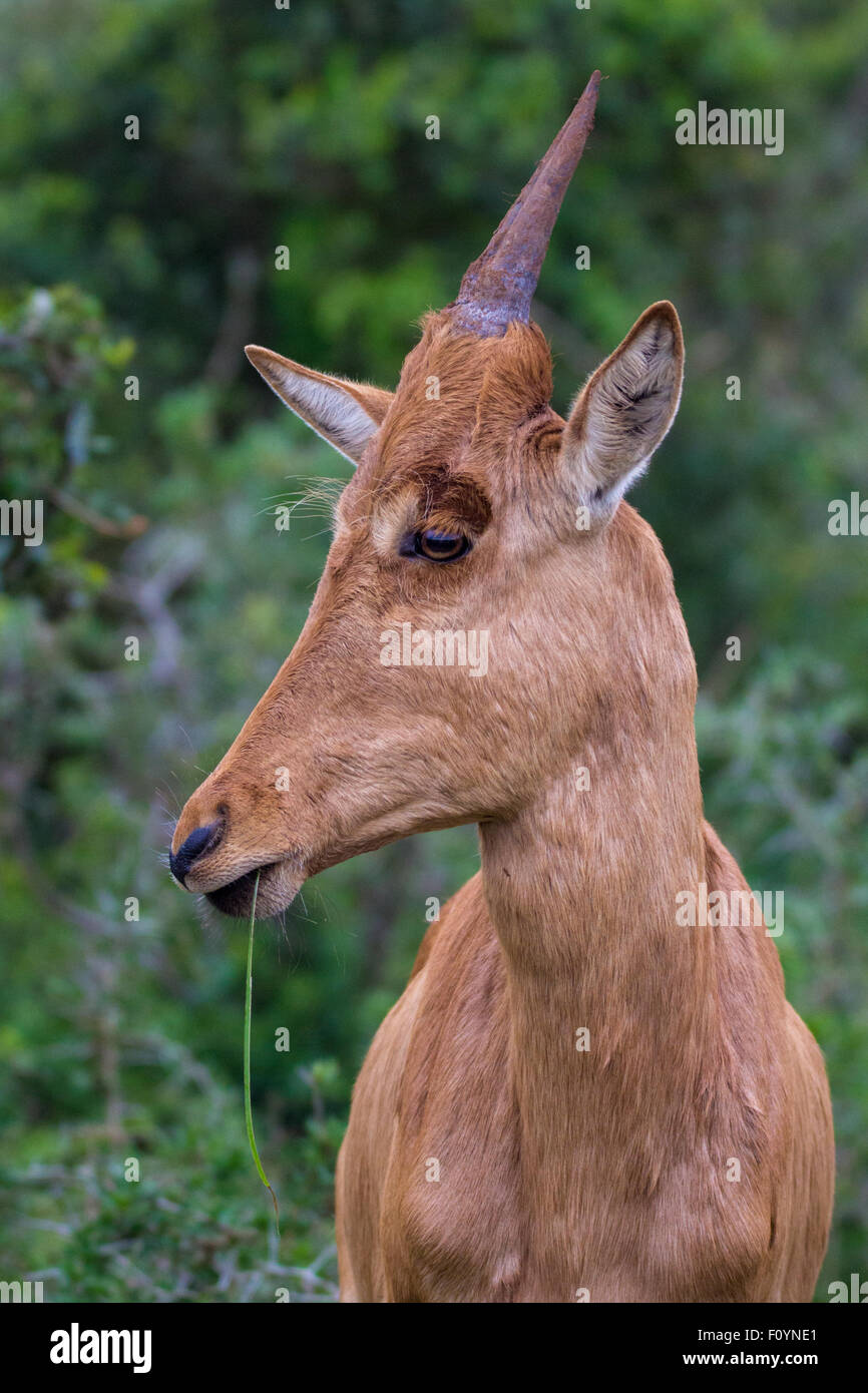 Bambino antilope Foto Stock