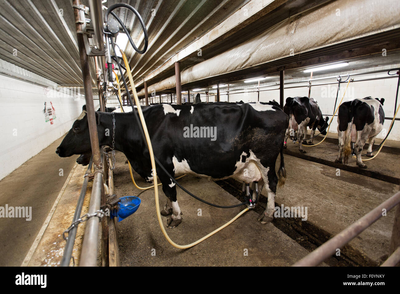 Holstein Dairy, una sala mungitura. Foto Stock