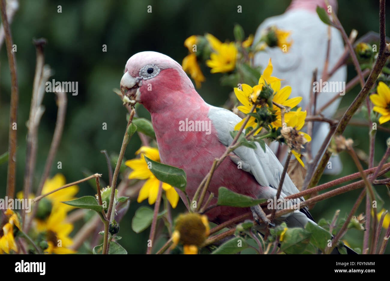 Il Galah (Eolophus roseicapilla) noto anche come la rosa-breasted cockatoo, Western Australia. Foto Stock