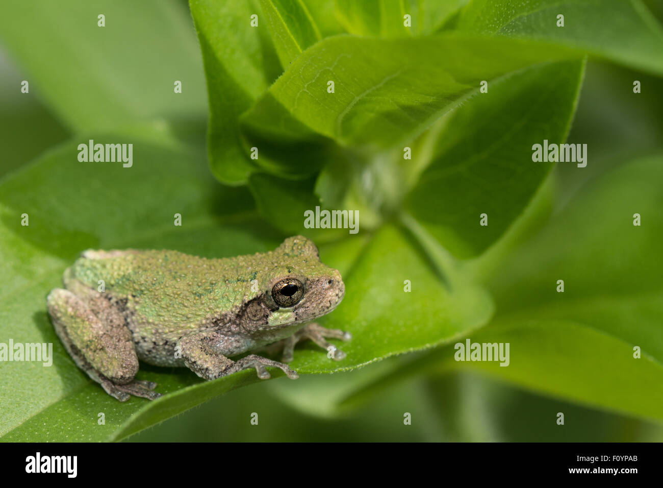 Metamorph treefrog grigio - Hyla versicolor Foto Stock
