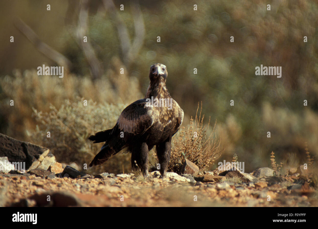 Australian Cuneo-tailed eagle (Aquila audax) Australia Occidentale Foto Stock