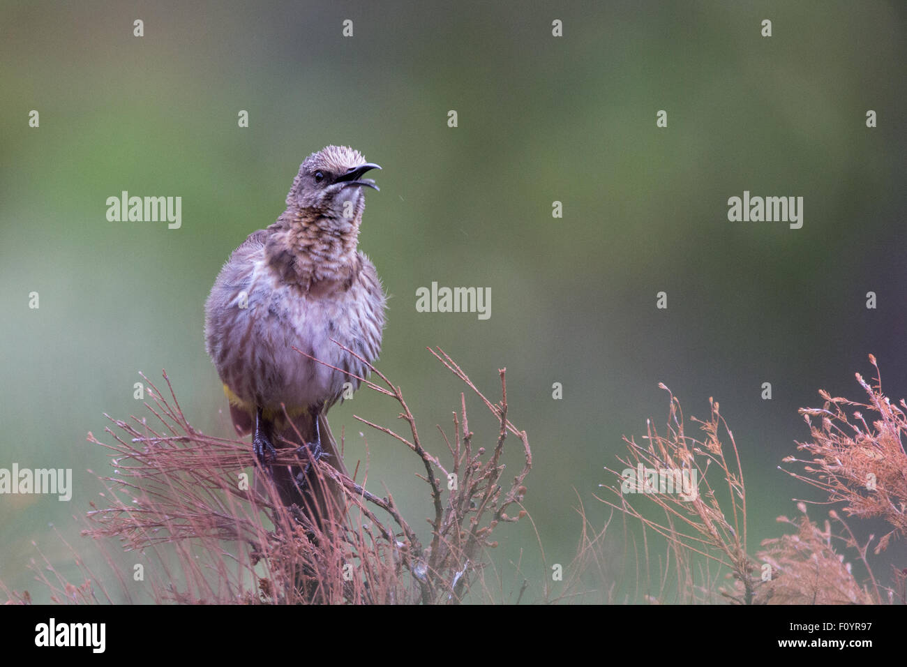 Cape Sugarbird Foto Stock