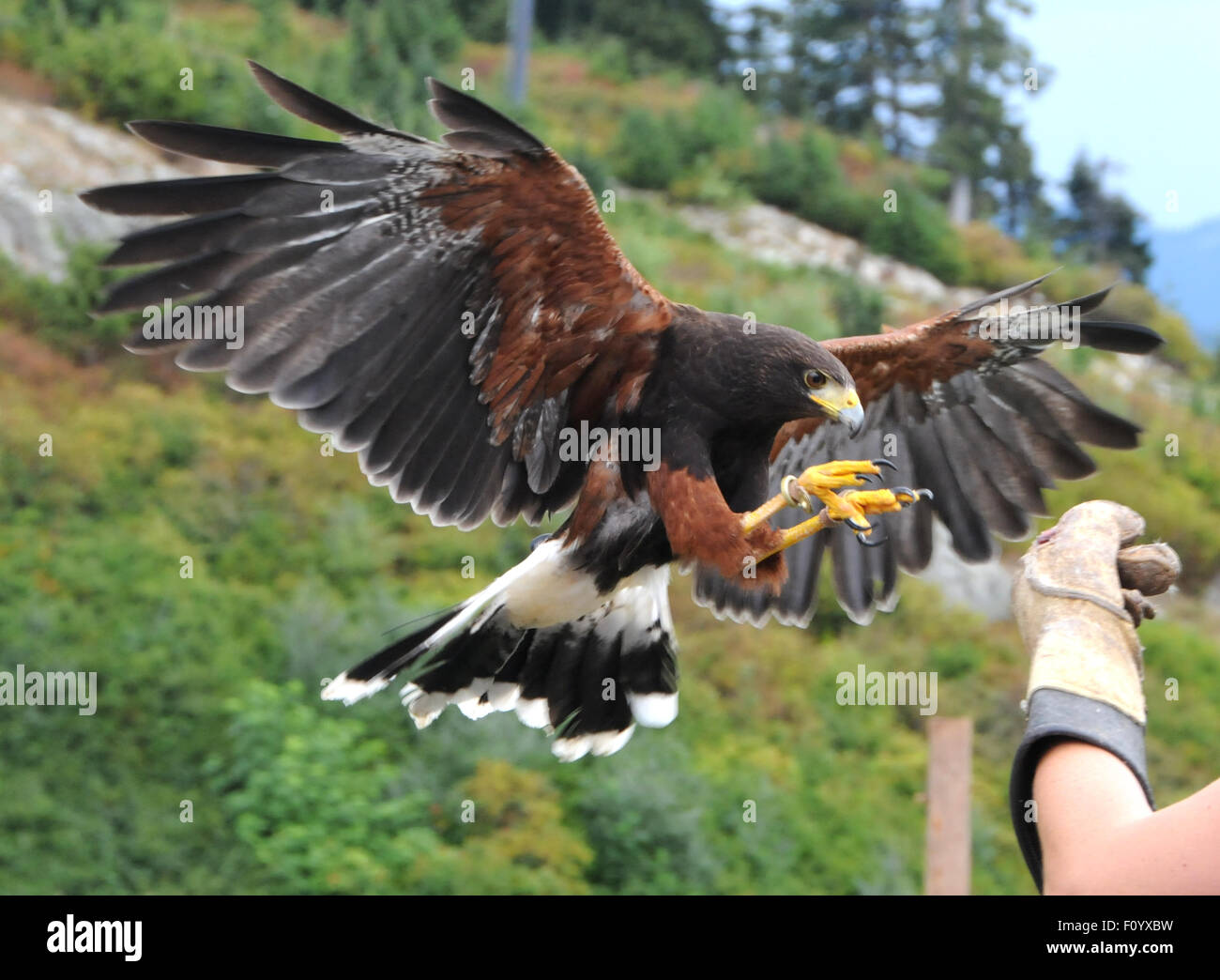 Un Harris Hawk attorno alla Terra su un gestore del braccio durante un display Presso Grouse Mountain Park, Vancouver. Foto Stock