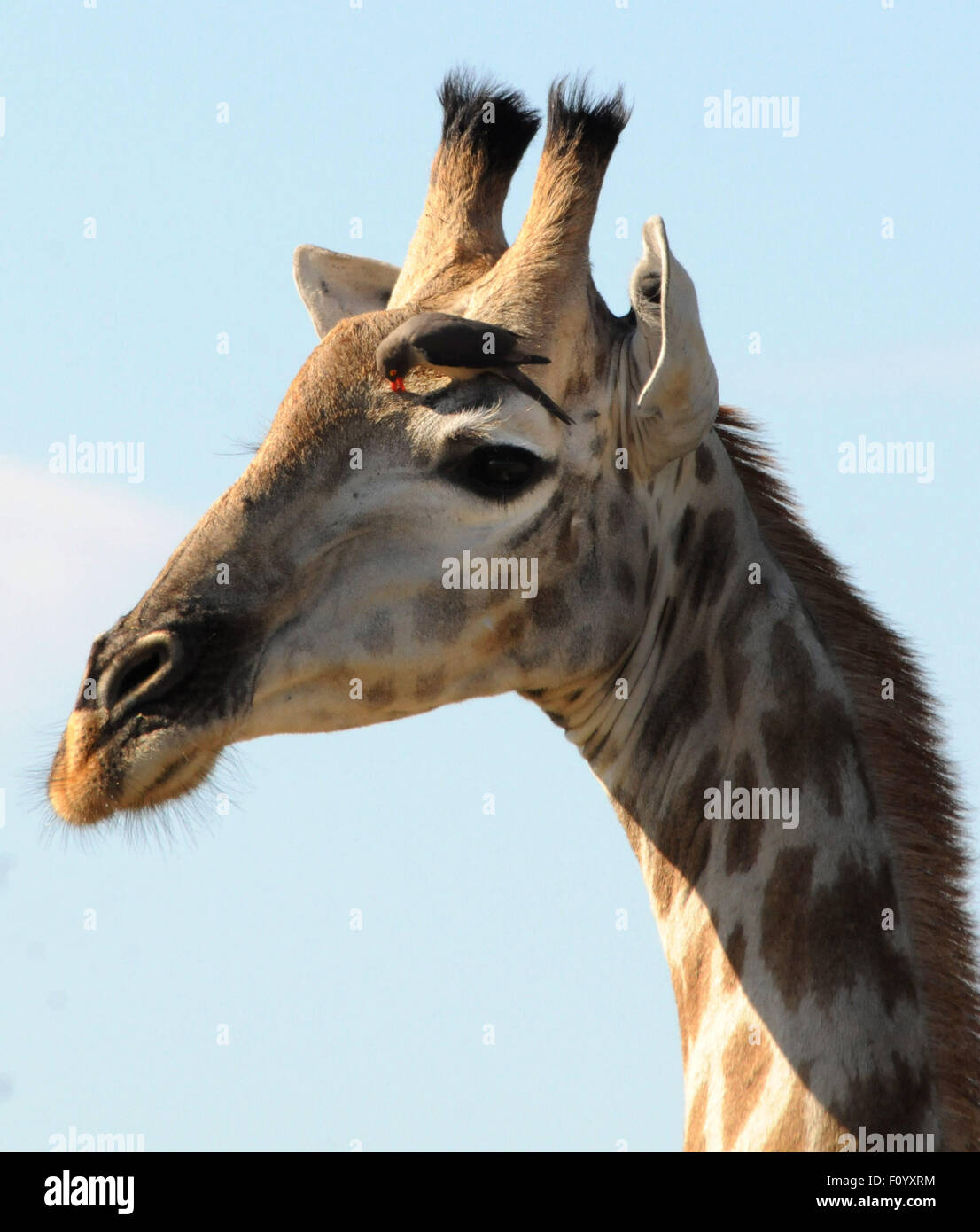 Un uccello oxpecker guarda per le zecche su una giraffa. Foto Stock