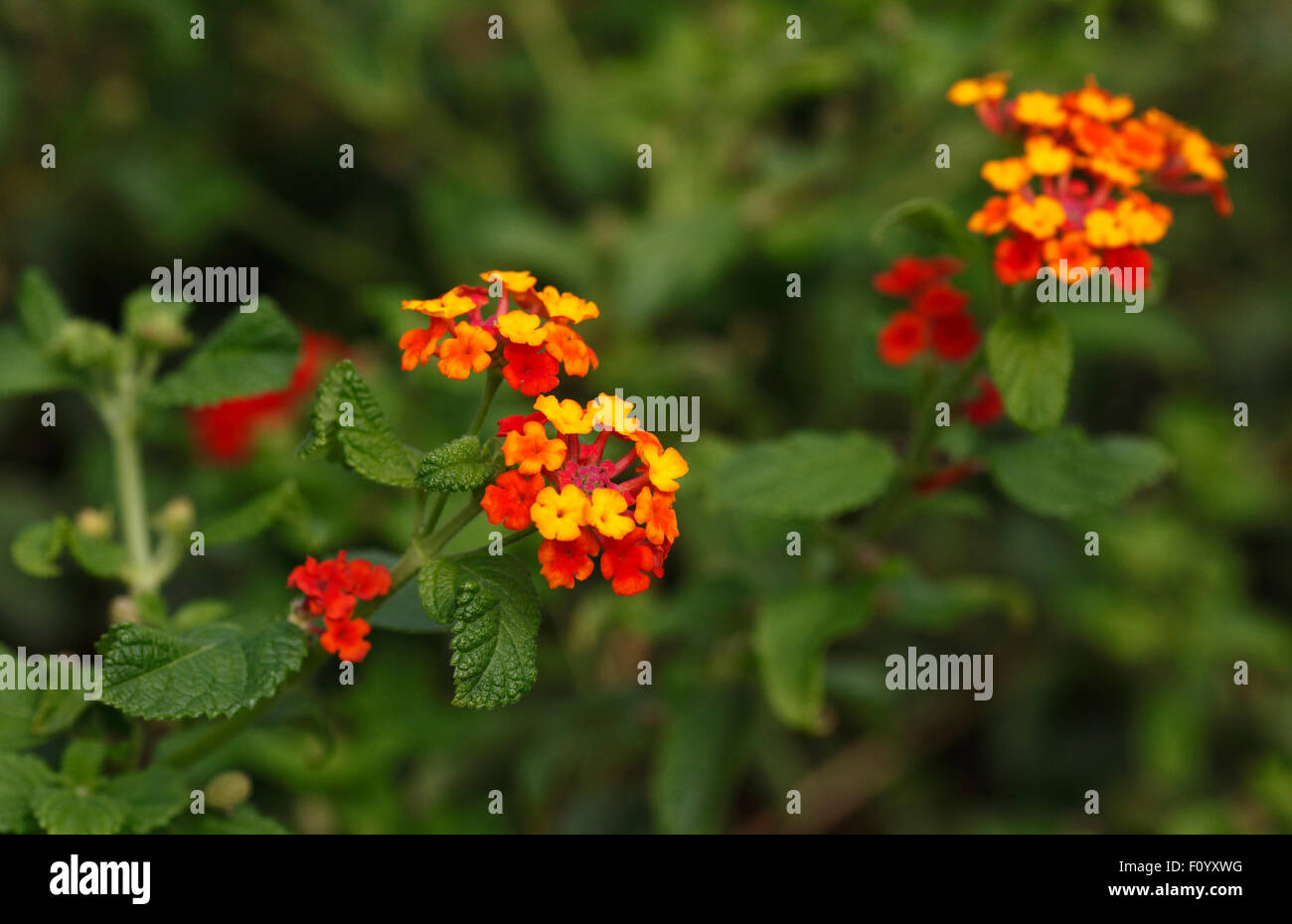 Fiori di Lantana camara .Verbena. nettare ricco Foto Stock